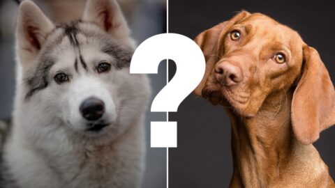 dogs breeds quiz